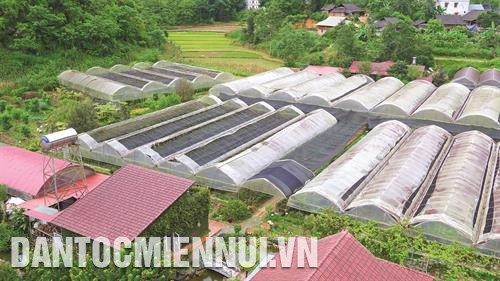 Đẩy mạnh ứng dụng công nghệ cao được huyện Bắc Hà xem là hướng đi mới trong chuyển dịch cơ cấu cây trồng, tăng hiệu quả kinh tế trên diện tích đất canh tác, góp phần xóa đói, giảm nghèo, đồng thời thích ứng với biến đổi khí hậu. Ảnh: Hoàng Hà Đẩy mạnh ứng dụng công nghệ cao được huyện Bắc Hà xem là hướng đi mới trong chuyển dịch cơ cấu cây trồng, tăng hiệu quả kinh tế trên diện tích đất canh tác, góp phần xóa đói, giảm nghèo, đồng thời thích ứng với biến đổi khí hậu. Ảnh: Hoàng Hà