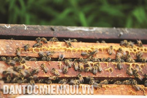 Huyện Bắc Hà phát triển nghề nuôi ong theo hướng sản xuất hàng hóa, tạo ra những sản phẩm chất lượng cao để phục vụ tiêu dùng và xuất khẩu. Ảnh: Hoàng Hà