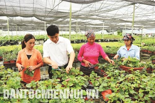 Huyện Bắc Hà khuyến khích các doanh nghiệp, hợp tác xã và đồng bào dân tộc tích cực ứng dụng khoa học - kỹ thuật vào quá trình trồng, chăm sóc hoa và các loại cây trồng khác nhằm tăng giá trị kinh tế trong hoạt động sản xuất nông nghiệp. Ảnh: Hoàng Hà Huyện Bắc Hà khuyến khích các doanh nghiệp, hợp tác xã và đồng bào dân tộc tích cực ứng dụng khoa học - kỹ thuật vào quá trình trồng, chăm sóc hoa và các loại cây trồng khác nhằm tăng giá trị kinh tế trong hoạt động sản xuất nông nghiệp. Ảnh: Hoàng Hà