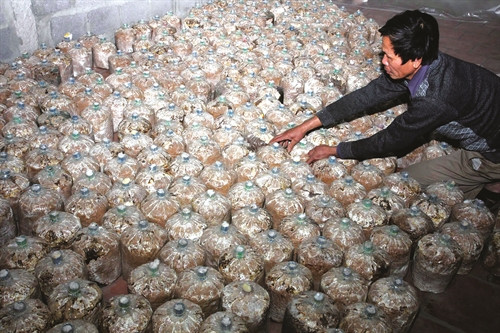 Sản xuất nấm được xác định là một trong những giải pháp hữu hiệu nhằm tận dụng tối đa nguyên liệu rơm rạ, góp phần bảo vệ môi trường