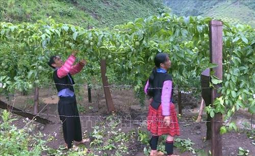 Người Mông ở huyện Mộc Châu, tỉnh Sơn La chuyển đổi cây lương thực kém hiệu quả sang trồng cây chanh leo cho hiệu quả kinh tế cao. Ảnh: Nguyễn Cường - TTXVN. Người Mông ở huyện Mộc Châu, tỉnh Sơn La chuyển đổi cây lương thực kém hiệu quả sang trồng cây chanh leo cho hiệu quả kinh tế cao. Ảnh: Nguyễn Cường - TTXVN.