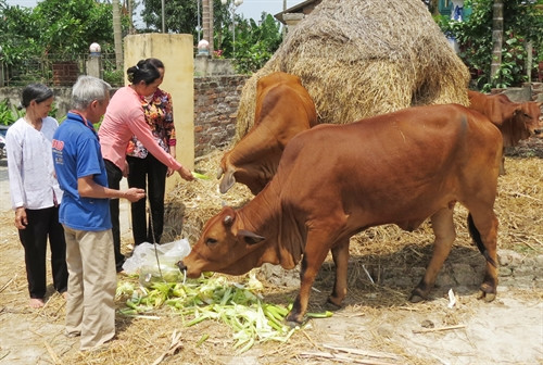 Từ nguồn vốn vay ưu đãi của NHCSXH, nhiều hộ nông dân nghèo ở Bắc Ninh đã đầu tư phát triển chăn nuôi, vươn lên thoát nghèo bền vững