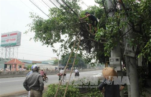 Người dân xã Phước Lợi, huyện Bến Lức, tự giác cắt tỉa cây cối che khuất tầm nhìn trên Quốc lộ 1. Ảnh: Bùi Như Trường Giang-TTXVN