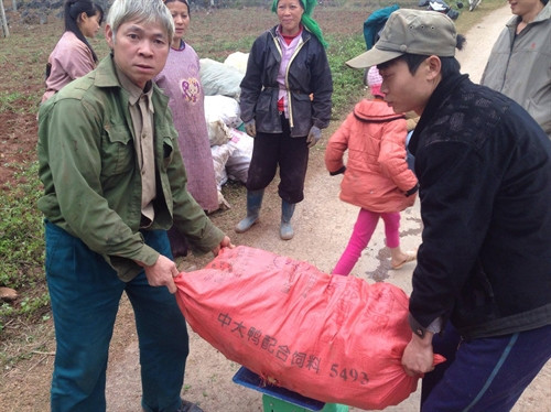 Người dân cân gừng bán cho công ty bao tiêu sản phẩm. Người dân cân gừng bán cho công ty bao tiêu sản phẩm.