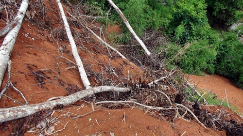 Cây cối cùng đất, đá được đổ xuống che lấp dòng sông Cầu. Cây cối cùng đất, đá được đổ xuống che lấp dòng sông Cầu.