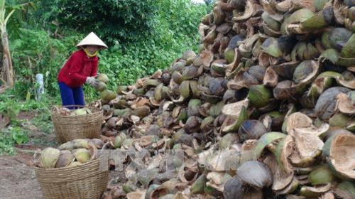 Hợp tác xã se chỉ tơ sơ dừa Đức Mỹ là một trong những hợp tác xã hoạt động hiệu quả nhờ nhận được nhiều chương trình hỗ trợ của nhà nước và các dự án có vốn tài trợ nước ngoài. Ảnh: Thanh Hoà- TTXVN Hợp tác xã se chỉ tơ sơ dừa Đức Mỹ là một trong những hợp tác xã hoạt động hiệu quả nhờ nhận được nhiều chương trình hỗ trợ của nhà nước và các dự án có vốn tài trợ nước ngoài. Ảnh: Thanh Hoà- TTXVN