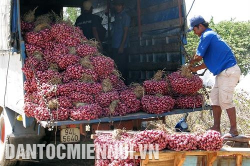 Mùa vụ sản xuất hành tím Vĩnh Châu ngắn, vòng quay nhanh, góp phần tạo thu nhập ổn định cho bà con nông dân vùng xứ biển Sóc Trăng. Ảnh: Trung Hiếu