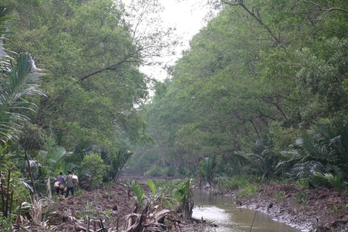 Rừng bần phòng hộ ven biển ở huyện Cầu Ngang hiện nay.