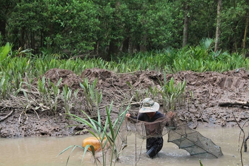 Cư dân nghèo địa phương đi đặt rập đánh bắt tôm cá trú ngụ dưới tán rừng khi thuỷ triều lên dần.