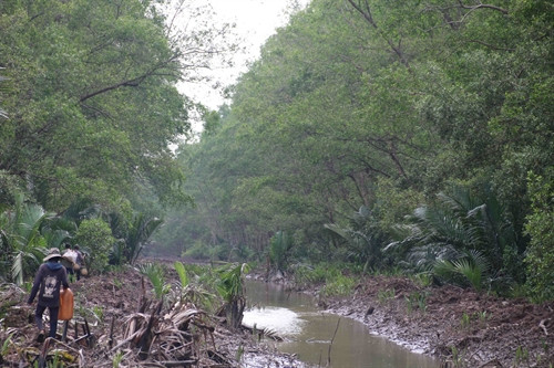 Rừng bần phòng hộ ven biển ở huyện Cầu Ngang hiện nay.