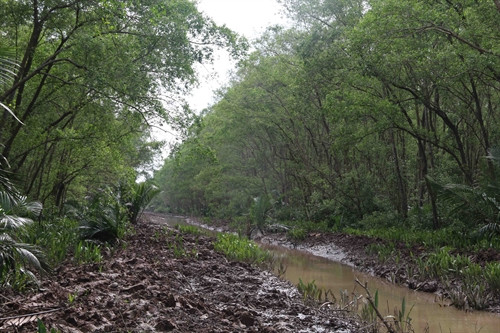 Rừng bần phòng hộ ven biển huyện Cầu Ngang