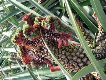 Khóm phụng Thạnh Mỹ.