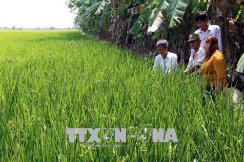 Xã viên Hợp tác xã nông nghiệp Đường Gỗ Lộ thăm cánh đồng trồng giống lúa Nhật. Ảnh: Lê Sen - TTXVN Xã viên Hợp tác xã nông nghiệp Đường Gỗ Lộ thăm cánh đồng trồng giống lúa Nhật. Ảnh: Lê Sen - TTXVN