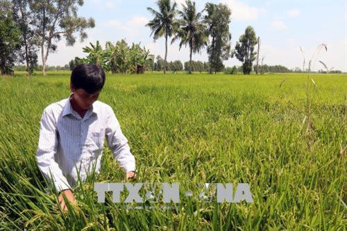 Xã viên Hợp tác xã nông nghiệp Đường Gỗ Lộ thăm cánh đồng trồng giống lúa Nhật. Ảnh: Lê Sen - TTXVN Xã viên Hợp tác xã nông nghiệp Đường Gỗ Lộ thăm cánh đồng trồng giống lúa Nhật. Ảnh: Lê Sen - TTXVN