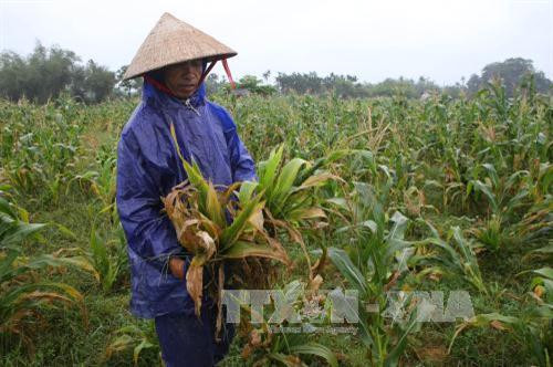 Ruộng ngô bị bệnh ở xã Hương Toàn, thị xã Hương Trà, tỉnh Thừa Thiên- Huế. Ảnh: Hồ Cầu-TTXVN