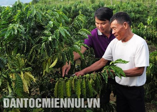 Cán bộ ngành nông nghiệp huyện Ngọc Hồi hướng dẫn cựu chiến binh Trần Văn Phơn cách chăm sóc cây cà phê vối. Ảnh: Hoàng Hà