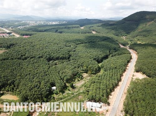 Về các xã vùng sâu, vùng xa của huyện Ngọc Hồi, đâu đâu cũng thấy màu xanh của những cánh rừng cao su, những vườn cà phê xanh mướt, trĩu quả. Ảnh: Hoàng Hà