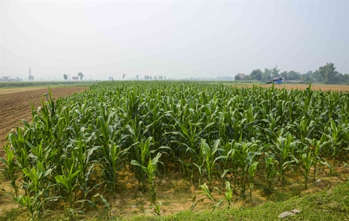 Cánh đồng ngô trên trận địa Hồng Cúm xưa Cánh đồng ngô trên trận địa Hồng Cúm xưa