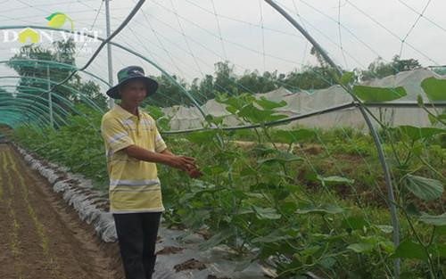 Anh Bảy bên vùng rau sạch do mình đầu tư Anh Bảy bên vùng rau sạch do mình đầu tư