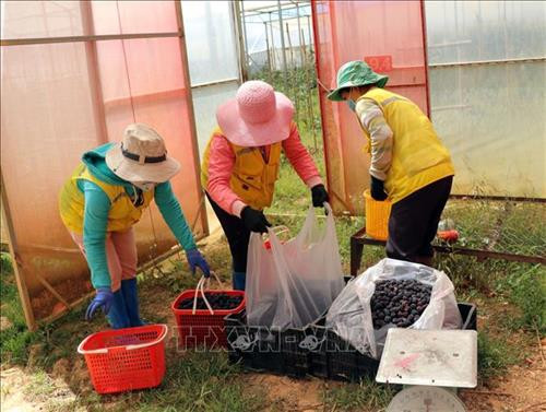 Công nhân Công ty TNHH dâu rừng Langbian.F thu hoạch phúc bồn tử đen. Ảnh: Chu Quốc Hùng