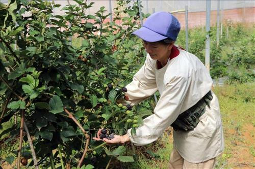 Bà Tôn Nữ Thanh Mỹ, phụ trách trồng trọt của Công ty giới thiệu sản phẩm 100% hữu cơ an toàn với người sản xuất và người tiêu dùng. Ảnh: Chu Quốc Hùng