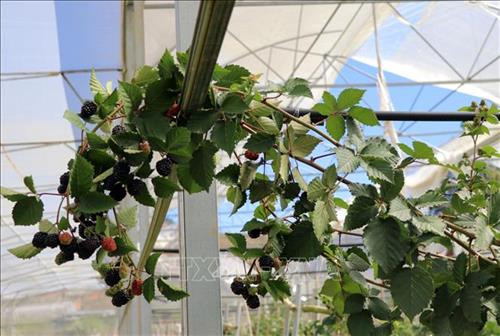 Trái phúc bồn tử đen khá quý hiếm trên thị trường Việt Nam đang được bán với giá 900.000 đồng/kg. Ảnh: Chu Quốc Hùng