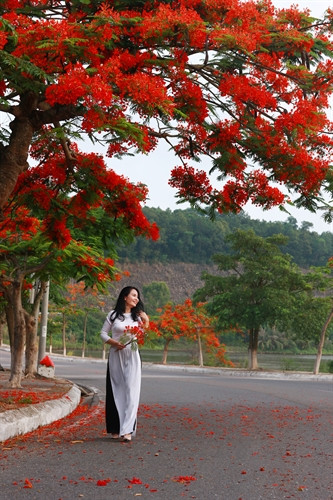 Cây phượng nở hoa rực rỡ trên đường 353, quận Đồ Sơn. Ảnh: Lâm Khánh - TTXVN Những con đường dẫn vào khu du lịch Đồ Sơn ngập tràn sắc đỏ của hoa phượng. Ảnh: Lâm Khánh - TTXVN Những con đường dẫn vào khu du lịch Đồ Sơn ngập tràn sắc đỏ của hoa phượng. Ảnh: Lâm Khánh - TTXVN Những con đường dẫn vào khu du lịch Đồ Sơn ngập tràn sắc đỏ của hoa phượng. Ảnh: Lâm Khánh - TTXVN Hoa phượng nở dọc bờ hồ Tam Bạc - trung tâm thành phố Hải Phòng. Ảnh: Lâm Khánh - TTXVN