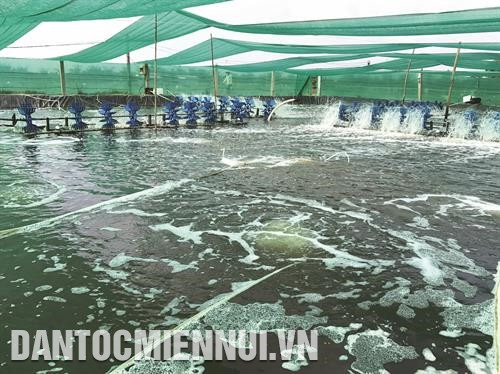 Tôm ương trong ao có mái che sẽ giảm tác động trực tiếp từ nhiệt độ cao ngoài trời, điều hòa nhiệt độ nước phù hợp. Ảnh: Phúc Hậu Tôm ương trong ao có mái che sẽ giảm tác động trực tiếp từ nhiệt độ cao ngoài trời, điều hòa nhiệt độ nước phù hợp. Ảnh: Phúc Hậu