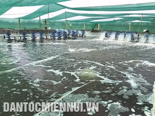 Tôm ương trong ao có mái che sẽ giảm tác động trực tiếp từ nhiệt độ cao ngoài trời, điều hòa nhiệt độ nước phù hợp. Ảnh: Phúc Hậu