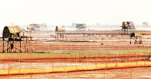 Bãi nuôi ngao cần quây lưới, cắm cọc để ngao không bị nước cuốn trôi và thu hoạch ngao dễ dàng Bãi nuôi ngao cần quây lưới, cắm cọc để ngao không bị nước cuốn trôi và thu hoạch ngao dễ dàng