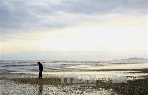 Hàng nghìn con trai chết dạt vào bờ biển đảo Chiloe, cách thủ đô Santiago của Chile 1000km về phía nam ngày 1/5. AFP/TTXVN Hàng nghìn con trai chết dạt vào bờ biển đảo Chiloe, cách thủ đô Santiago của Chile 1000km về phía nam ngày 1/5. AFP/TTXVN