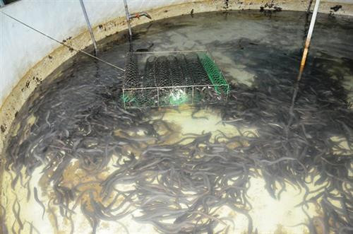 Nghề nuôi cá chình đang phổ biến ở nhiều tỉnh thành. Ảnh : khuyennong.vn Nghề nuôi cá chình đang phổ biến ở nhiều tỉnh thành. Ảnh : khuyennong.vn