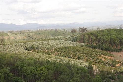 Hoa cà phê bạt ngàn tại xã Hơ Moong, huyện Sa Thầy.