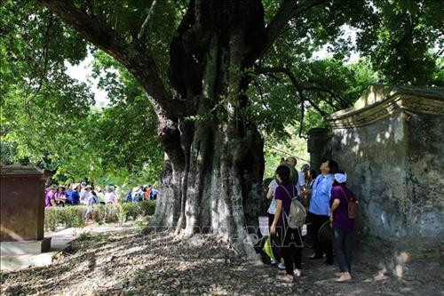 Du khách tham quan Cây thị di sản ở làng cổ Phước Tích với tuổi thọ đã trên 500 năm, là một trong 5 cây cổ thụ ở Thừa Thiên Huế đã được công nhận là cây di sản Việt Nam. Ảnh: Hồ Cầu-TTXVN