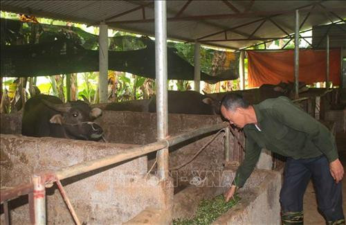 Mô hình di dời chuồng trại, thực hiện chăn nuôi tập trung của một hộ dân ở xã Tổng Cọt, huyện Hà Quảng, tỉnh Cao Bằng. Ảnh: Chu Hiệu – TTXVN Mô hình di dời chuồng trại, thực hiện chăn nuôi tập trung của một hộ dân ở xã Tổng Cọt, huyện Hà Quảng, tỉnh Cao Bằng. Ảnh: Chu Hiệu – TTXVN