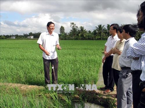Kỹ sư Hồ Quang Cua Người góp phần làm nên "tiếng thơm" cho hạt gạo Sóc Trăng. Ảnh: Trung Hiếu - TTXVN Kỹ sư Hồ Quang Cua Người góp phần làm nên "tiếng thơm" cho hạt gạo Sóc Trăng. Ảnh: Trung Hiếu - TTXVN