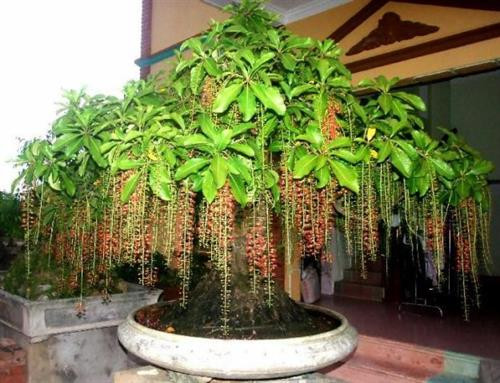 Cây lộc vừng và những tác dụng ít biết ảnh 1