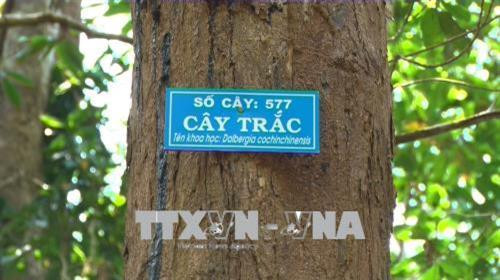 Hơn 820 cây trắc có đường kính từ 20cm trở lên được đánh số để quản lý, bảo vệ. Ảnh: Quang Thái- TTXVN Hơn 820 cây trắc có đường kính từ 20cm trở lên được đánh số để quản lý, bảo vệ. Ảnh: Quang Thái- TTXVN