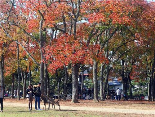 Hình ảnh đàn hươu lang thang dưới các gốc cây, thảm cỏ làm du khách khi đến thăm quan tưởng chừng như lạc vào một khu rừng cổ tích. Thậm chí, hươu còn được người dân Nara xem như một báu vật mà thiên nhiên đã ban tặng cho thành phố này. Ảnh: Huy Hùng – TTXVN Vào mùa thu, lá cây trong công viên Nara chuyển sang màu vàng đỏ rực rỡ, là điểm níu kéo các du khách khắp nơi đến tham quan. Ảnh: Huy Hùng – TTXVN Loài hươu ở đây rất gần gũi với con người bởi chúng đã được người dân địa phương thuần hóa, nên khi đến đây, du khách có thể thoải mái làm quen, vui đùa cùng bầy hươu. Ảnh: Huy Hùng – TTXVN Hươu Nara đã được thuần hóa từ lâu đời nên chúng có thể tiếp cận với con người một cách rất tự nhiên. Ảnh: Huy Hùng – TTXVN Công viên Nara là một trong những điểm du lịch khá nổi tiếng của du lịch Nhật Bản. Ảnh: Huy Hùng – TTXVN Công viên tọa lạc ở nơi thu hút du khách nhất thành phố Nara với những địa điểm nổi tiếng như chùa Todaiji, đền Kasuga Taisha, chùa Kofukuji và bảo tàng quốc tế Nara. Hươu Nara đã được thuần hóa từ lâu đời nên chúng có thể tiếp cận với con người một cách rất tự nhiên. Ảnh: Huy Hùng – TTXVN Chùa Todai-ji trong quần thể công viên Nara được coi là một di sản văn hóa thế giới, được xây dựng vào năm 728. Ngôi chùa được đánh giá là công trình kiến trúc gỗ lớn nhất thế giới. Ảnh: Huy Hùng – TTXVN