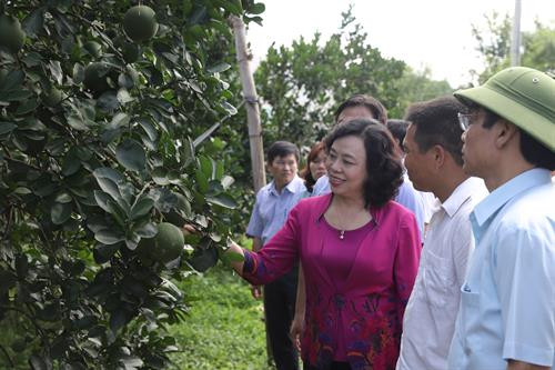 Trước đó, Phó Bí thư Thường trực Thành ủy Hà Nội Ngô Thị Thanh Hằng cùng các thành viên trong đoàn công tác đã thăm mô hình trồng bưởi hữu cơ ở xã Nam Phương Tiến. Đây là vùng chuyên canh bưởi gắn với phát triển chuỗi nông sản an toàn giá trị kinh tế cao của huyện Chương Mỹ.
