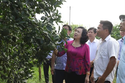 Trước đó, Phó Bí thư Thường trực Thành ủy Hà Nội Ngô Thị Thanh Hằng cùng các thành viên trong đoàn công tác đã thăm mô hình trồng bưởi hữu cơ ở xã Nam Phương Tiến. Đây là vùng chuyên canh bưởi gắn với phát triển chuỗi nông sản an toàn giá trị kinh tế cao của huyện Chương Mỹ.