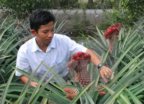 Cán bộ khuyến nông hướng dẫn cách nhân giống và chọn lựa quả dứa phụng. (Ảnh: Xuân Dự/TTXVN)