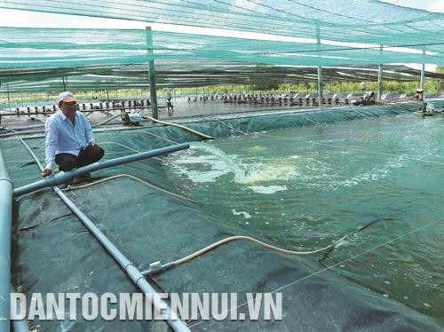 Tôm ương trong ao có mái che sẽ giảm tác động trực tiếp từ nhiệt độ cao ngoài trời, điều hòa nhiệt độ nước phù hợp Hệ thống nước tuần hoàn đảm bảo hàm lượng ôxy cung cấp ở mọi tầng nước. Ảnh: Kim Há Tôm ương trong ao có mái che sẽ giảm tác động trực tiếp từ nhiệt độ cao ngoài trời, điều hòa nhiệt độ nước phù hợp Hệ thống nước tuần hoàn đảm bảo hàm lượng ôxy cung cấp ở mọi tầng nước. Ảnh: Kim Há