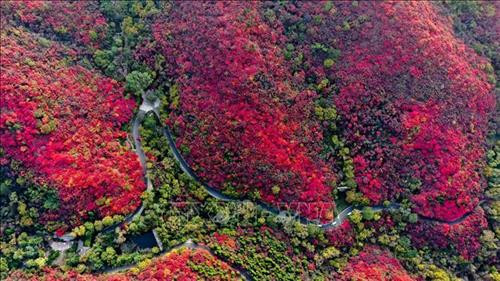 Du khách chiêm ngưỡng hàng cây lá phong đỏ tại Hàm Đan, tỉnh Hà Bắc, Trung Quốc. Ảnh: THX/TTXVN. Hoa cúc khoe sắc tại triển lãm hoa quốc tế Bắc Kinh, Trung Quốc. Ảnh: THX/ TTXVN Hoa cúc nở rộ tại Bắc Kinh, Trung Quốc. Ảnh: THX/TTXVN Người dân thăm triển lãm hoa quốc tế Bắc Kinh, Trung Quốc. Ảnh: THX/TTXVN Cảnh sắc mùa thu tại Tửu Tuyền, tỉnh Cam Túc, miền Tây Bắc Trung Quốc. Ảnh: THX/TTXVN Du khách chiêm ngưỡng cảnh đẹp tại Tửu Tuyền, tỉnh Cam Túc, miền Tây Bắc Trung Quốc. Ảnh: THX/TTXVN Mùa thu vàng hấp dẫn du khách tại Tửu Tuyền, tỉnh Cam Túc, miền Tây Bắc Trung Quốc. Ảnh: THX/TTXVN Sắc màu thu tại Khu tự trị Nội Mông, miền Bắc Trung Quốc. Ảnh: THX/TTXVN phát Sắc màu thu tại Tế Nam, tỉnh Sơn Đông, Trung Quốc ngày 21/10/2019. Ảnh: THX/TTXVN phát Du khách chiêm ngưỡng hàng cây lá phong đỏ tại Hàm Đan, tỉnh Hà Bắc, Trung Quốc. Ảnh: THX/TTXVN. Hoa cúc khoe sắc tại triển lãm hoa quốc tế Bắc Kinh, Trung Quốc. Ảnh: THX/ TTXVN Hoa cúc nở rộ tại Bắc Kinh, Trung Quốc. Ảnh: THX/TTXVN Người dân thăm triển lãm hoa quốc tế Bắc Kinh, Trung Quốc. Ảnh: THX/TTXVN Cảnh sắc mùa thu tại Tửu Tuyền, tỉnh Cam Túc, miền Tây Bắc Trung Quốc. Ảnh: THX/TTXVN Du khách chiêm ngưỡng cảnh đẹp tại Tửu Tuyền, tỉnh Cam Túc, miền Tây Bắc Trung Quốc. Ảnh: THX/TTXVN Mùa thu vàng hấp dẫn du khách tại Tửu Tuyền, tỉnh Cam Túc, miền Tây Bắc Trung Quốc. Ảnh: THX/TTXVN Sắc màu thu tại Khu tự trị Nội Mông, miền Bắc Trung Quốc. Ảnh: THX/TTXVN phát Sắc màu thu tại Tế Nam, tỉnh Sơn Đông, Trung Quốc ngày 21/10/2019. Ảnh: THX/TTXVN phát