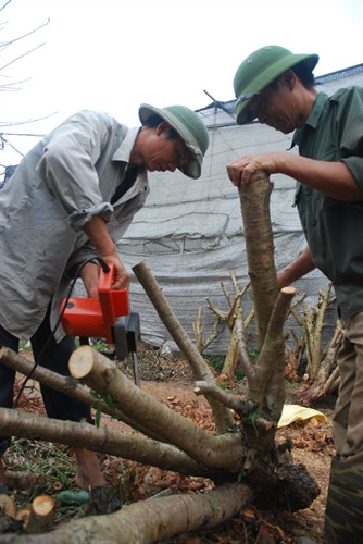 Làng đào Nhật Tân nhộn nhịp trước Tết ảnh 11