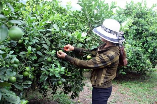 Chị Hoàng Thị Huyền, thôn Khâu Lình, xã Phù Lưu, huyện Hàm Yên thu hoạch chanh. Ảnh: TTXVN Chị Hoàng Thị Huyền, thôn Khâu Lình, xã Phù Lưu, huyện Hàm Yên thu hoạch chanh. Ảnh: TTXVN