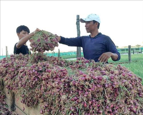 Thu hoạch hành tím - đặc sản nổi tiếng của huyện đảo Lý Sơn (Quảng Ngãi). Ảnh: Phước Ngọc – TTXVN