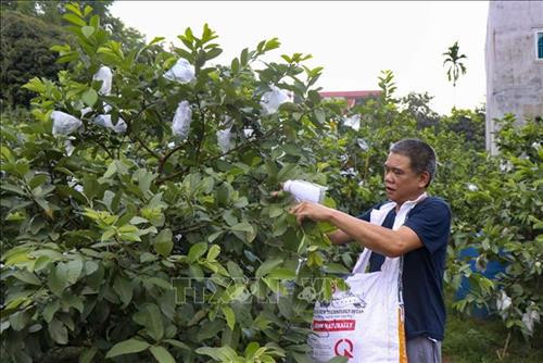 Nhiều người dân trong xã phát triển kinh tế hiệu quả từ vườn – ao – chuồng. Ảnh: Xuân Tư – TTXVN Nhiều người dân trong xã phát triển kinh tế hiệu quả từ vườn – ao – chuồng. Ảnh: Xuân Tư – TTXVN