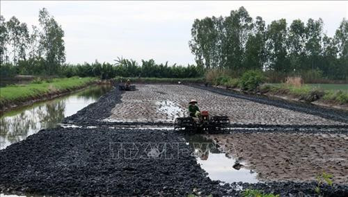 Cải tạo ruộng nuôi tôm theo mô hình lúa - tôm . Ảnh: Lê Huy Hải - TTXVN
