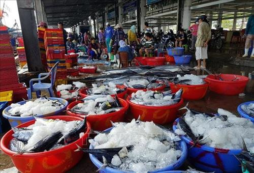 Cá ngừ sọc dưa tại cảng Hòn Rớ (thành phố Nha Trang, Khánh Hoà). Ảnh: Nguyễn Dũng - TTXVN Cá ngừ sọc dưa tại cảng Hòn Rớ (thành phố Nha Trang, Khánh Hoà). Ảnh: Nguyễn Dũng - TTXVN